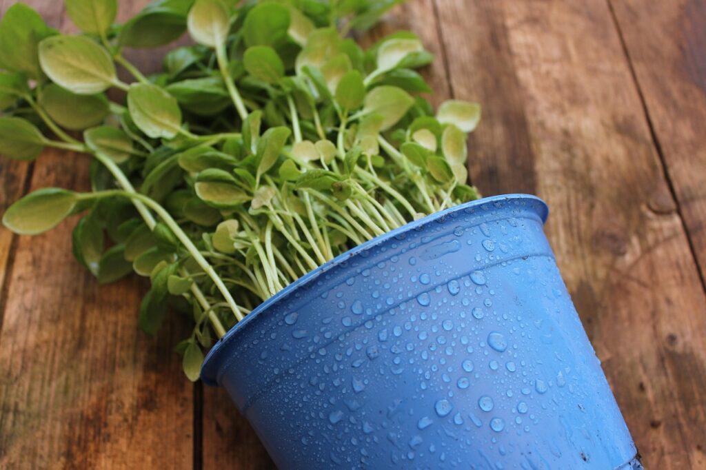 Select Low-Cost Plants
